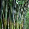 Giant Weavers Royal Bamboo (Wong Chuk) - Bambusa Textilis 'Kanapaha' - 3 Gallon Pot