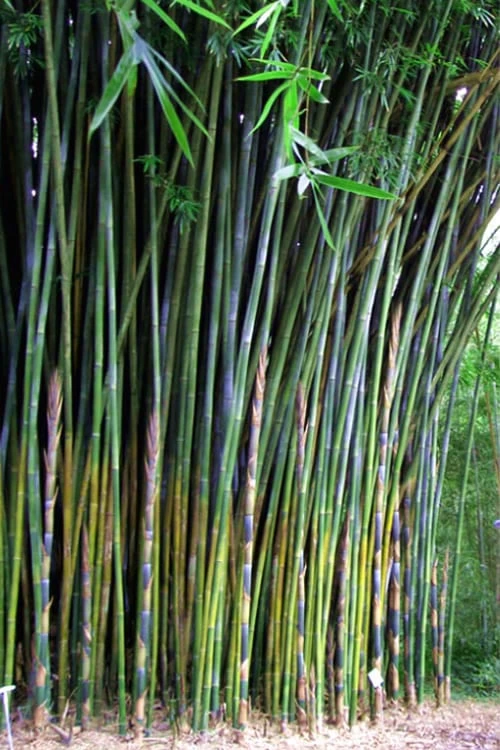 Giant Weavers Royal Bamboo (Wong Chuk) - Bambusa Textilis 'Kanapaha' - 3 Gallon Pot 1 Giant Weavers Royal Bamboo (Wong Chuk) - Bambusa Textilis 'Kanapaha' - 3 Gallon Pot