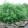 Dragons Head Bamboo (Fargesia Dracocephala 'Rufa') - 5 Gallon Pot