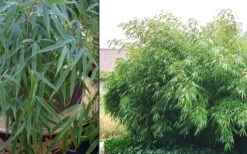 Sunset Glow Clumping Bamboo (Fargesia Rufa) - 1 Gallon Pot -Wilson Bros Gardens Bamboo Rufa 2 3