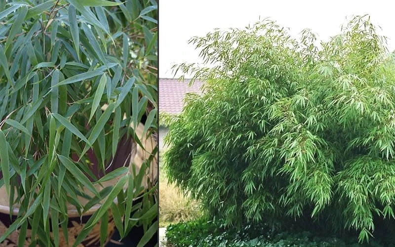 Sunset Glow Clumping Bamboo (Fargesia Rufa) - 3 Gallon Pot 6 Sunset Glow Clumping Bamboo (Fargesia Rufa) - 3 Gallon Pot - Image 6