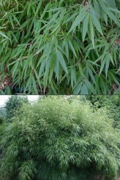 Dragons Head Bamboo - Fargesia Dracocephala 'Rufa' - 1 Gallon Pot -Wilson Bros Gardens Bamboo Rufa 500x750 2