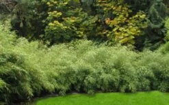 Dragons Head Bamboo - Fargesia Dracocephala 'Rufa' - 1 Gallon Pot -Wilson Bros Gardens Bamboo Rufa Hedge 1 1