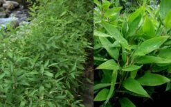 Ruscus Bamboo (Shibataea Kumasaca) - 1 Gallon Pot -Wilson Bros Gardens Bamboo Ruscus 1 1