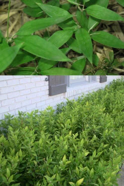 Ruscus Bamboo (Shibataea Kumasaca) - 3 Gallon Pot -Wilson Bros Gardens Bamboo Ruscus 500x750 1