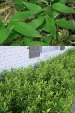 Ruscus Bamboo (Shibataea Kumasaca) - 1 Gallon Pot -Wilson Bros Gardens Bamboo Ruscus 500x750 2