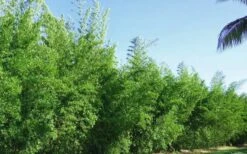 Seabreeze Bamboo - Bambusa Malingensis - 2 Gallon Pot -Wilson Bros Gardens Bamboo Seabreeze 2