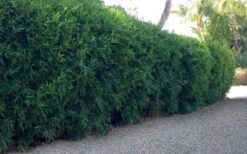 Seabreeze Bamboo - Bambusa Malingensis - 2 Gallon Pot -Wilson Bros Gardens Bamboo Seabreeze 3