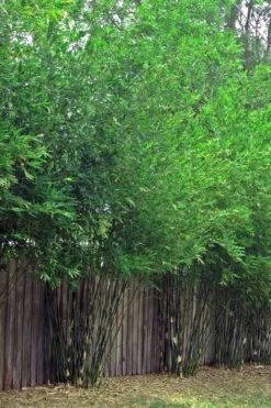 Seabreeze Bamboo - Bambusa Malingensis - 2 Gallon Pot -Wilson Bros Gardens Bamboo Seabreeze 4