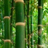Solid Stem Bamboo - Phyllostachys Heteroclada - 3 Gallon Pot (2-4')