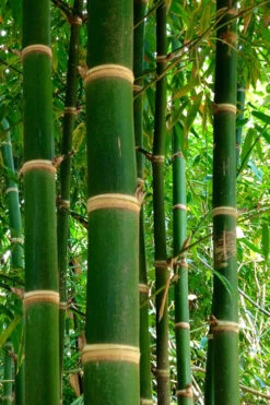 Solid Stem Bamboo - Phyllostachys Heteroclada - 3 Gallon Pot (2-4')