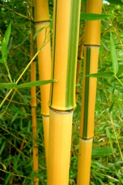 Green Groove Golden Bamboo - Phyllostachys Aureosulcata 'Spectabilis' - 3 Gallon Pot (2-4') -Wilson Bros Gardens Bamboo Spectabilis 13 1