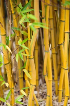 Green Groove Golden Bamboo - Phyllostachys Aureosulcata 'Spectabilis' - 3 Gallon Pot (4-6') -Wilson Bros Gardens Bamboo Spectabilis 17