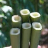 Square Stem Bamboo (Chimonobambusa Quadrangularis) - 3 Gallon Pot (2-4')