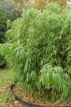 Square Stem Bamboo - Chimonobambusa Quadrangularis - 5 Gallon Pot 12 Square Stem Bamboo - Chimonobambusa Quadrangularis - 5 Gallon Pot -Wilson Bros Gardens Bamboo Square 2 2