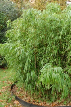 Square Stem Bamboo (Chimonobambusa Quadrangularis) - 3 Gallon Pot (2-4') 12 Square Stem Bamboo (Chimonobambusa Quadrangularis) - 3 Gallon Pot (2-4') -Wilson Bros Gardens Bamboo Square 2