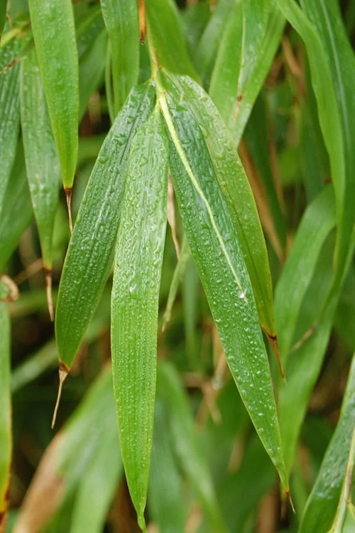 Square Stem Bamboo - Chimonobambusa Quadrangularis - 5 Gallon Pot 5 Square Stem Bamboo - Chimonobambusa Quadrangularis - 5 Gallon Pot - Image 5
