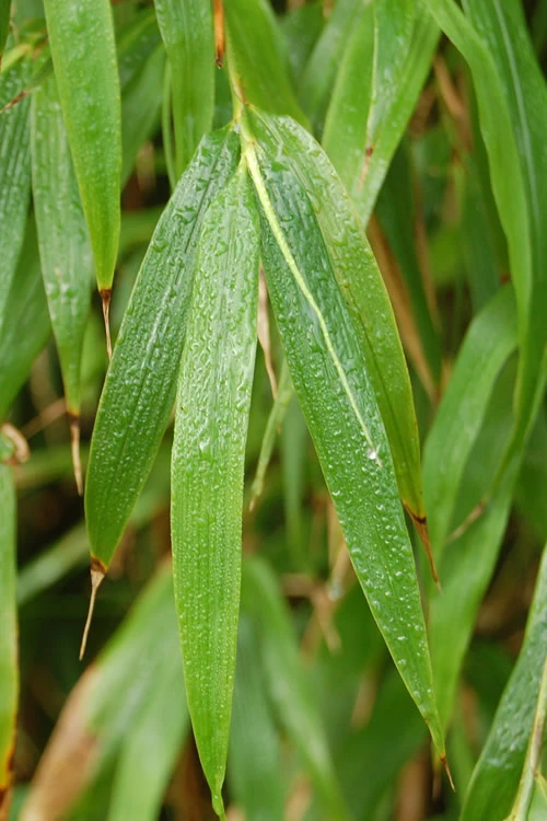 Square Stem Bamboo (Chimonobambusa Quadrangularis) - 3 Gallon Pot (2-4') 5 Square Stem Bamboo (Chimonobambusa Quadrangularis) - 3 Gallon Pot (2-4') - Image 5