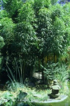 Square Stem Bamboo - Chimonobambusa Quadrangularis - 5 Gallon Pot 13 Square Stem Bamboo - Chimonobambusa Quadrangularis - 5 Gallon Pot -Wilson Bros Gardens Bamboo Square 4 4