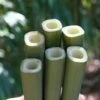 Square Stem Bamboo - Chimonobambusa Quadrangularis - 5 Gallon Pot