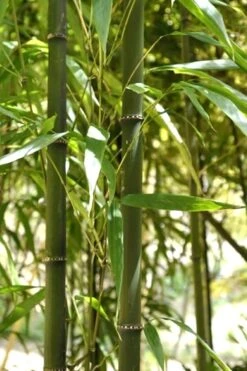 Square Stem Bamboo - Chimonobambusa Quadrangularis - 5 Gallon Pot 10 Square Stem Bamboo - Chimonobambusa Quadrangularis - 5 Gallon Pot -Wilson Bros Gardens Bamboo Square 7 2