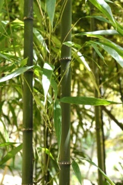 Square Stem Bamboo (Chimonobambusa Quadrangularis) - 3 Gallon Pot (2-4') 10 Square Stem Bamboo (Chimonobambusa Quadrangularis) - 3 Gallon Pot (2-4') -Wilson Bros Gardens Bamboo Square 7