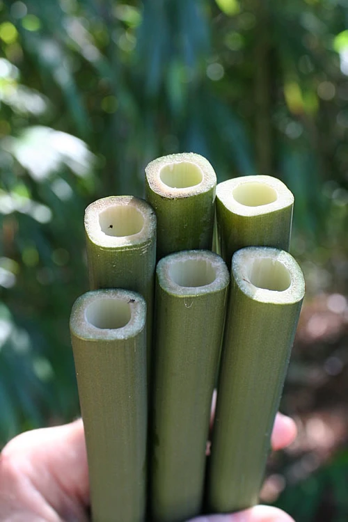 Square Stem Bamboo (Chimonobambusa Quadrangularis) - 3 Gallon Pot (2-4') 1 Square Stem Bamboo (Chimonobambusa Quadrangularis) - 3 Gallon Pot (2-4')