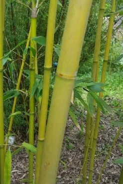 Stone Bamboo - Phyllostachys Angusta - 3 Gallon Pot (3-4') -Wilson Bros Gardens Bamboo Stone 2