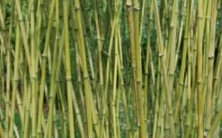 Stone Bamboo - Phyllostachys Angusta - 3 Gallon Pot (3-4') -Wilson Bros Gardens Bamboo Stone 3