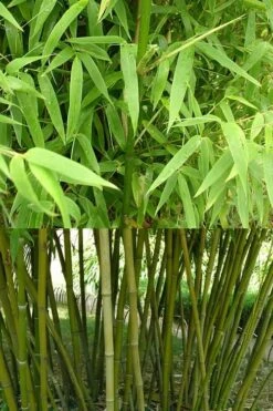 Stone Bamboo - Phyllostachys Angusta - 3 Gallon Pot (3-4') -Wilson Bros Gardens Bamboo Stone 4