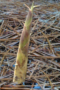 Sweet Shoot Bamboo - Phyllostachys Dulcis - 3 Gallon Pot (2-4') 11 Sweet Shoot Bamboo - Phyllostachys Dulcis - 3 Gallon Pot (2-4') -Wilson Bros Gardens Bamboo Sweet Shoot 2