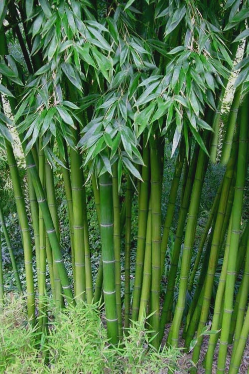 Sweet Shoot Bamboo - Phyllostachys Dulcis - 3 Gallon Pot (2-4') 1 Sweet Shoot Bamboo - Phyllostachys Dulcis - 3 Gallon Pot (2-4')