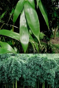 Sweet Shoot Bamboo - Phyllostachys Dulcis - 3 Gallon Pot 10 Sweet Shoot Bamboo - Phyllostachys Dulcis - 3 Gallon Pot -Wilson Bros Gardens Bamboo Sweet Shoot 6 1