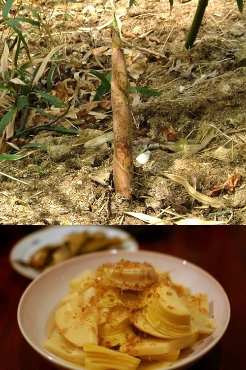 Sweet Shoot Bamboo - Phyllostachys Dulcis - 3 Gallon Pot 4 Sweet Shoot Bamboo - Phyllostachys Dulcis - 3 Gallon Pot - Image 4