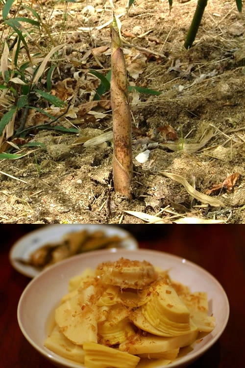 Sweet Shoot Bamboo - Phyllostachys Dulcis - 3 Gallon Pot (2-4') 4 Sweet Shoot Bamboo - Phyllostachys Dulcis - 3 Gallon Pot (2-4') - Image 4