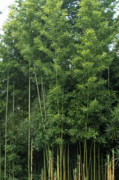 Temple Bamboo (Semiarundinaria Fastuosa) - 3 Gallon Pot (2-4') 13 Temple Bamboo (Semiarundinaria Fastuosa) - 3 Gallon Pot (2-4') -Wilson Bros Gardens Bamboo Temple 20 1