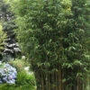 Temple Bamboo (Semiarundinaria Fastuosa) - 3 Gallon Pot (2-4')