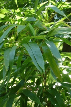 Temple Bamboo (Semiarundinaria Fastuosa) - 3 Gallon Pot (4-6'+) -Wilson Bros Gardens Bamboo Temple 6