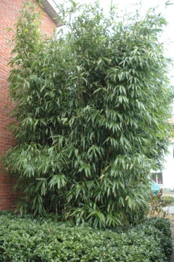 Temple Bamboo (Semiarundinaria Fastuosa) - 3 Gallon Pot (4-6'+) -Wilson Bros Gardens Bamboo Temple 9