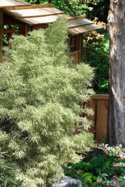 Variegated Chinese Temple Bamboo - Sinobambusa Tootsik 'Albostriata' - 3 Gallon Pot -Wilson Bros Gardens Bamboo Variegated Chinese Temple Bamboo 5 1