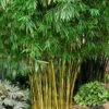 Asian Lemon Bamboo (Bambusa Eutuldoides 'Viridivittata') - 3 Gallon Pot