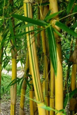 Asian Lemon Bamboo (Bambusa Eutuldoides 'Viridivittata') - 3 Gallon Pot -Wilson Bros Gardens Bamboo Viridivittata 3
