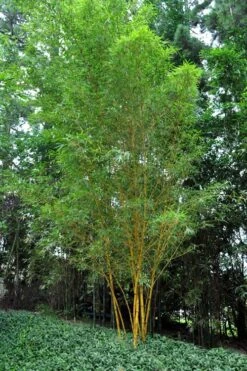 Asian Lemon Bamboo (Bambusa Eutuldoides 'Viridivittata') - 3 Gallon Pot -Wilson Bros Gardens Bamboo Viridivittata 5