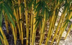 Asian Lemon Bamboo (Bambusa Eutuldoides 'Viridivittata') - 3 Gallon Pot -Wilson Bros Gardens Bamboo Viridivittata 7