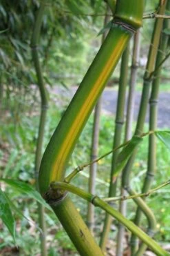 Yellow Groove Bamboo (Phyllostachys Aureosulcata) - 3 Gallon Pot (4-6'+) 9 Yellow Groove Bamboo (Phyllostachys Aureosulcata) - 3 Gallon Pot (4-6'+) -Wilson Bros Gardens Bamboo Yellow Groove 11