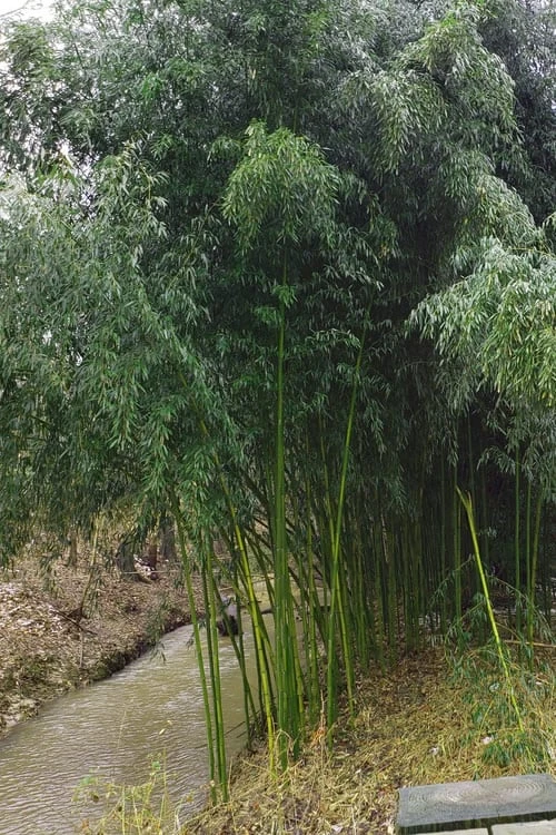 Yellow Groove Bamboo (Phyllostachys Aureosulcata) - 3 Gallon Pot (4-6'+) 6 Yellow Groove Bamboo (Phyllostachys Aureosulcata) - 3 Gallon Pot (4-6'+) - Image 6