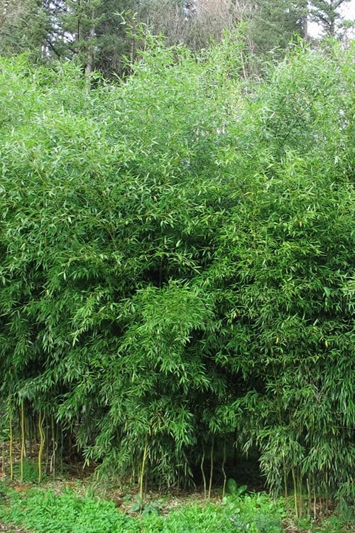 Yellow Groove Bamboo (Phyllostachys Aureosulcata) - 3 Gallon Pot (4-6'+) 1 Yellow Groove Bamboo (Phyllostachys Aureosulcata) - 3 Gallon Pot (4-6'+)