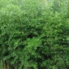 Yellow Groove Bamboo (Phyllostachys Aureosulcata) - 3 Gallon Pot (2-4')