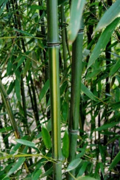 Yellow Groove Bamboo (Phyllostachys Aureosulcata) - 3 Gallon Pot (2-4') -Wilson Bros Gardens Bamboo Yellow Groove 9 1