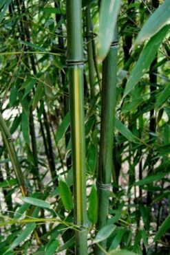 Yellow Groove Bamboo (Phyllostachys Aureosulcata) - 3 Gallon Pot (4-6'+) 10 Yellow Groove Bamboo (Phyllostachys Aureosulcata) - 3 Gallon Pot (4-6'+) -Wilson Bros Gardens Bamboo Yellow Groove 9